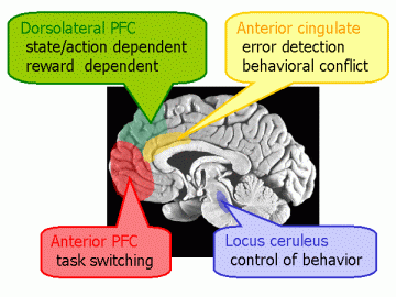 「Anterior prefrontal cortex」の画像検索結果